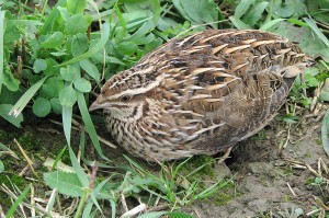 Coturnix coturnix